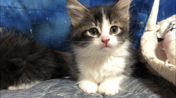 ノルウェージャンフォレストキャット【山梨県・男の子・2018年7月17日・ブラウンタビー&ホワイト】の写真「八割れの可愛い男の子♪」