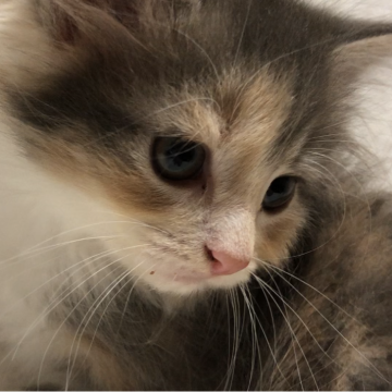 ノルウェージャンフォレストキャット【山梨県・女の子・2024年7月20日・ダイリュートキャリコ】の写真「人気のダイリュートキャリコちゃん」