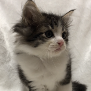 ノルウェージャンフォレストキャット【山梨県・男の子・2024年7月28日・ブラウンタビーアンドホワイト】の写真「人気のブラウンタビーのハチワレ君です✨」