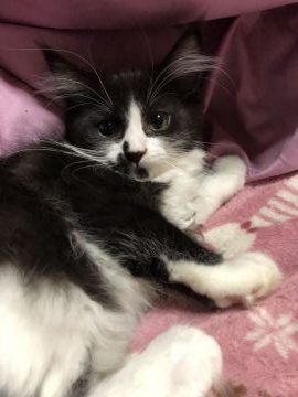 ノルウェージャンフォレストキャット【山梨県・女の子・2018年7月17日・ブラック&ホワイト】の写真「ペンライトの女の子♪八割れブラックちゃん♪♪」