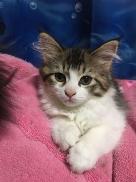 ノルウェージャンフォレストキャット【山梨県・女の子・2017年12月25日・ブラウンタビー&ホワイト】の写真「★元気いっぱいな女の子★」