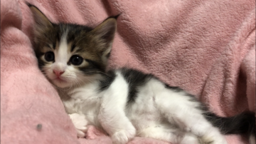 ノルウェージャンフォレストキャット【山梨県・男の子・2018年7月17日・ブラウンタビー&ホワイト】の写真「八割れの可愛い男の子♪ペンライトです★」