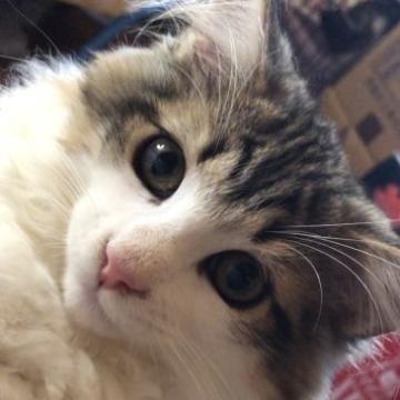 ノルウェージャンフォレストキャット【山梨県・男の子・2022年7月15日・ブラウンマッカレルタビーアンドホワイト】の写真「美形な男の子」