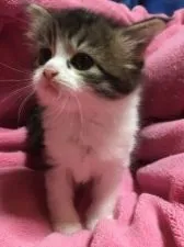 ノルウェージャンフォレストキャット【山梨県・女の子・2017年12月25日・ブラウンタビー&ホワイト】の写真2