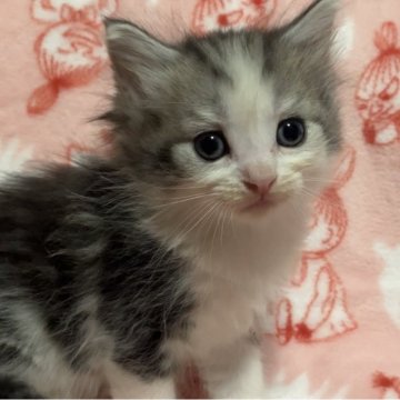 ノルウェージャンフォレストキャット【山梨県・男の子・2025年3月5日・シルバータビー&ホワイト】の写真「最終お値下げ✨30日で募集終了します」