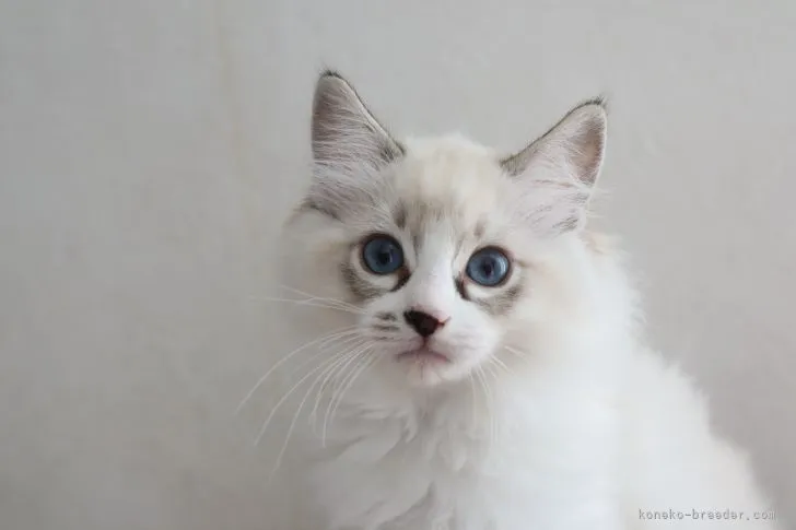 ももたそ 様のお迎えした子猫