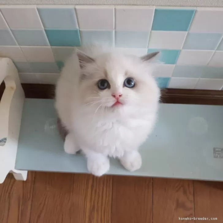 ID:2411-01253の子猫