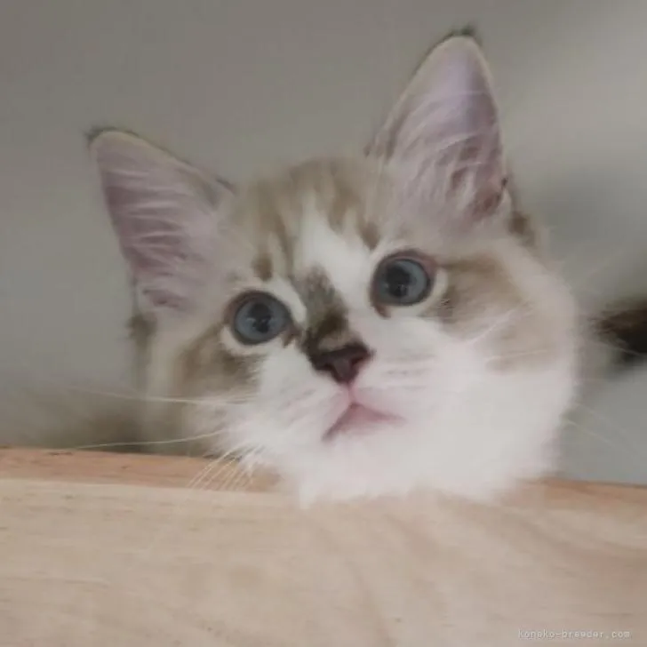 ID：2206-00516の子猫