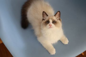 ラグドール【北海道・男の子・2019年6月11日・シールポイントバイカラー（毛吹き抜群です）】の写真「しっかりした体格　大きくなりそうです」