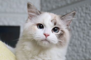 ラグドール【北海道・女の子・2019年6月11日・シールトービーポイントバイカラー（ふわふわ　シルキーな手触りです）】の写真「とってもキレイなカラーのおっとりな女の子です」