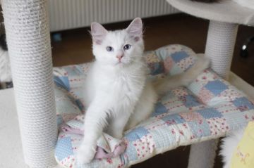 ラグドール【北海道・男の子・2017年7月4日・クリームポイントバイカラー】の写真「賢く優しい男の子です」