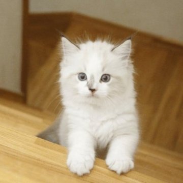 ラグドール【北海道・男の子・2023年2月8日・シールリンクスポイントバイカラー（ふわふわ）】の写真「外見も性格も　可愛い男の子」
