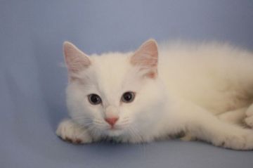 ラグドール【北海道・男の子・2017年7月4日・クリームポイントバイカラー】の写真「大きく成長しそうです」