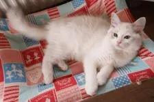 ラグドール【北海道・女の子・2020年12月23日・ブルートービーポイントバイカラー】の写真2