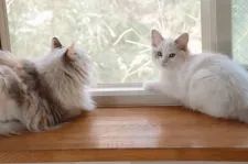 ラグドール【北海道・女の子・2020年12月23日・ブルートービーポイントバイカラー】の写真3