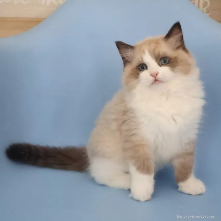 ID：2501-01327の子猫