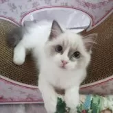 ラグドール【北海道・女の子・2025年6月1日・シールポイントバイカラー】の写真5