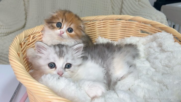 とってもキュートなスコペルの姉妹です🧡｜亀田　麗花(かめだ　れいか)ブリーダー(群馬県・ブリティッシュショートヘアなど・ICC登録)の紹介写真4