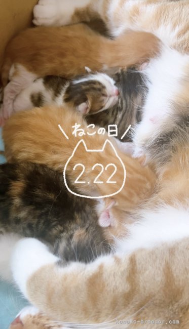 亀田麗花ブリーダーのブログ：２月２２日🩷猫の日に誕生しました😽✨