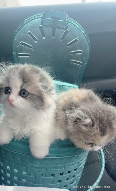 亀田麗花ブリーダーのブログ：子猫たち✨はじめてのおでかけ🐱🩷
