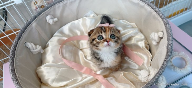亀田麗花ブリーダーのブログ：可愛すぎるプリンセスちゃんです🩷🩷