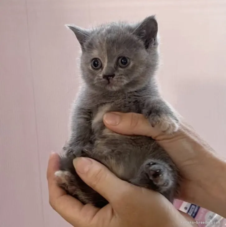 ID:2306-01773の子猫