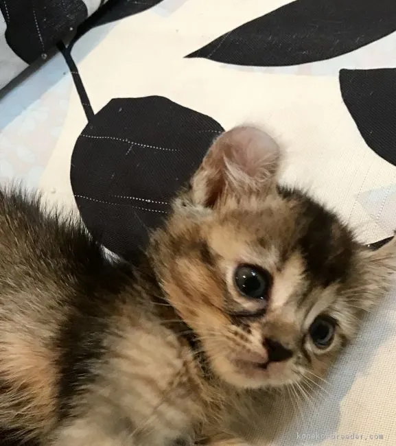ID:1707-00238の子猫