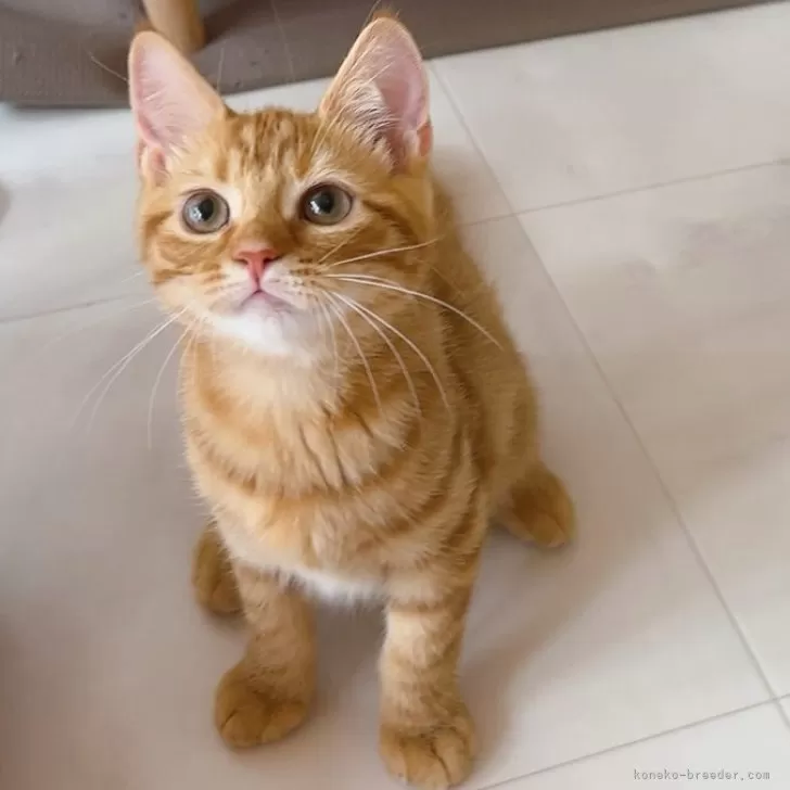 ID：2404-01390の子猫