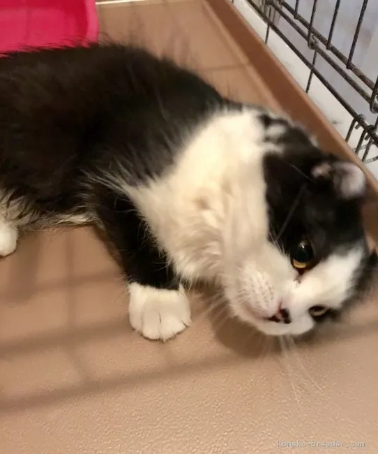 ID：1808-00096の子猫