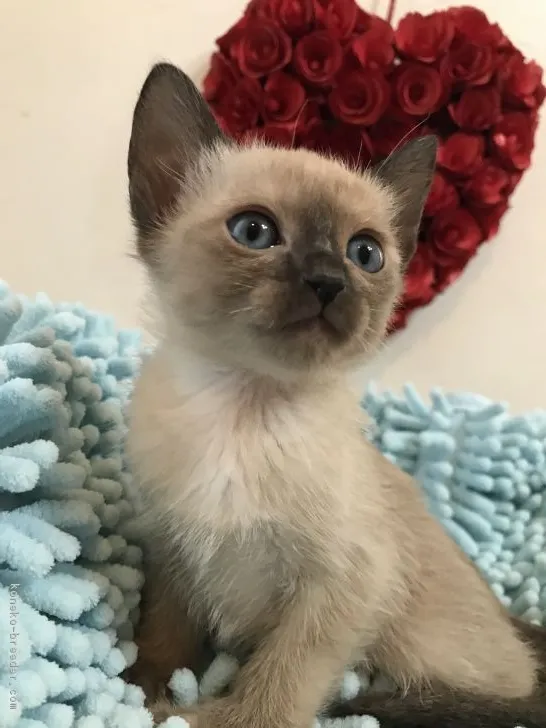 ID:1901-01317の子猫