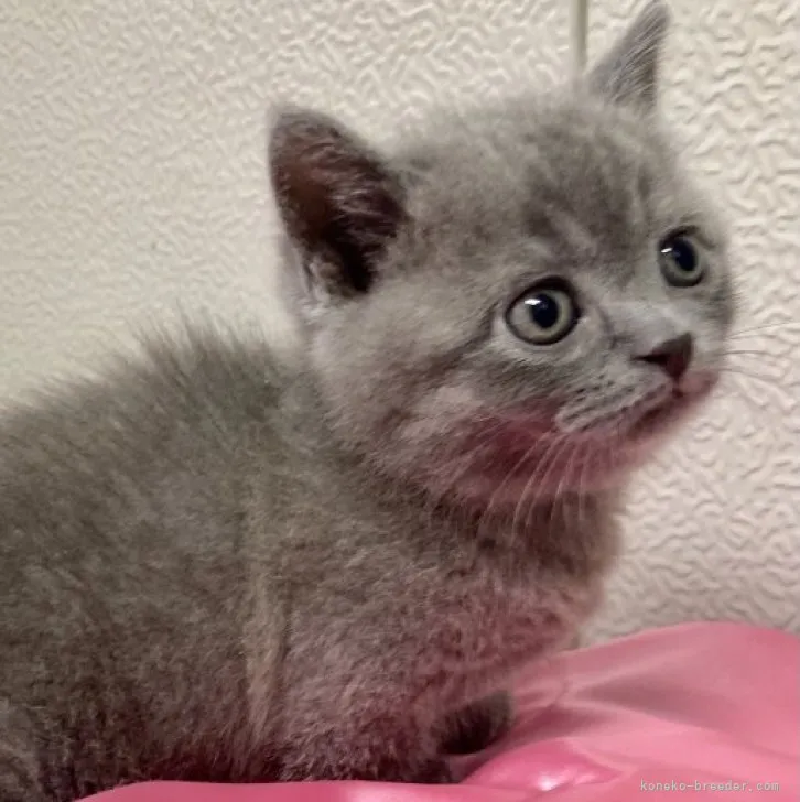 ID：2303-01425の子猫