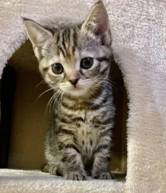 ID：2204-03003の子猫