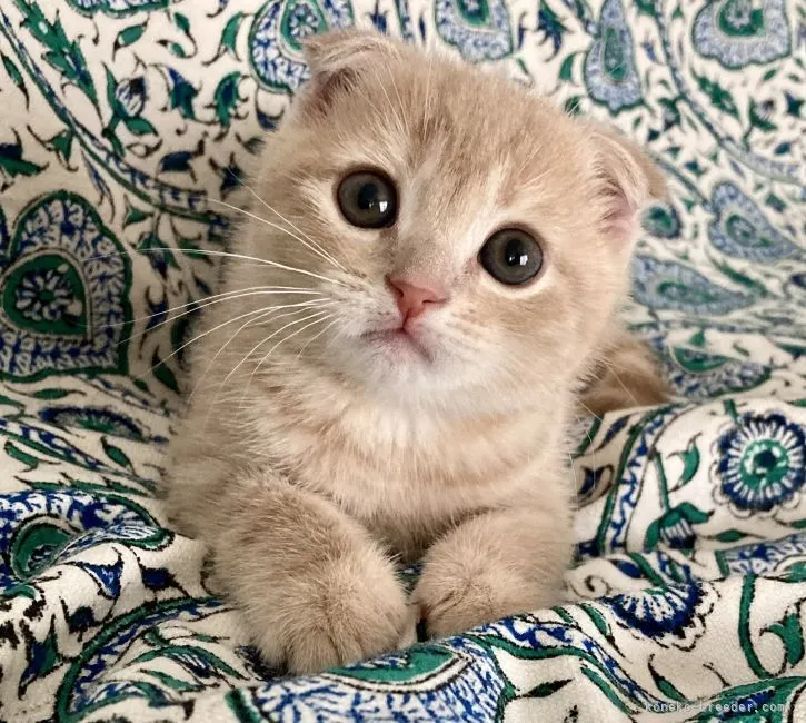 ID:2203-02105の子猫