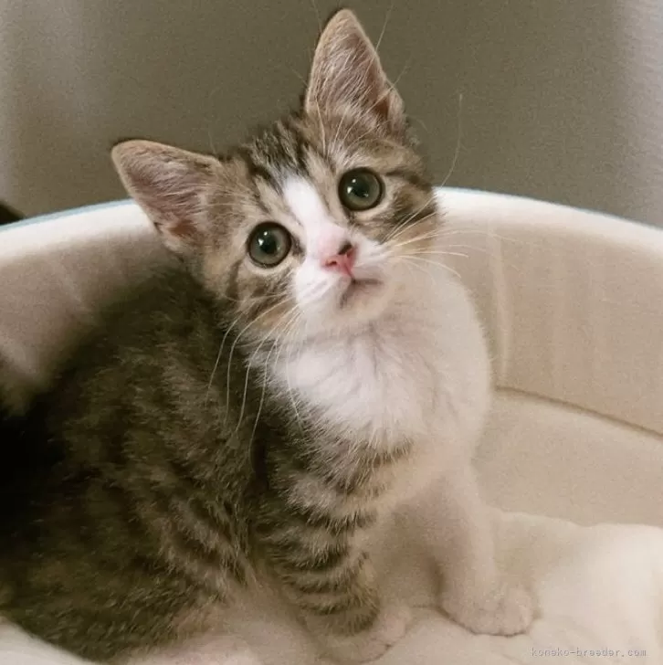 ID：2406-01359の子猫