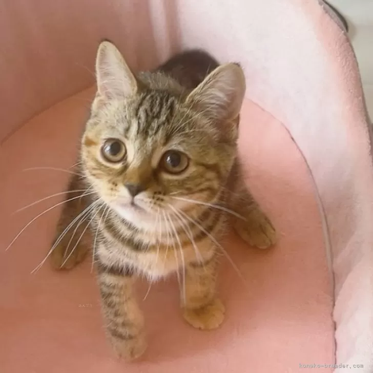 ID:2404-01376の子猫