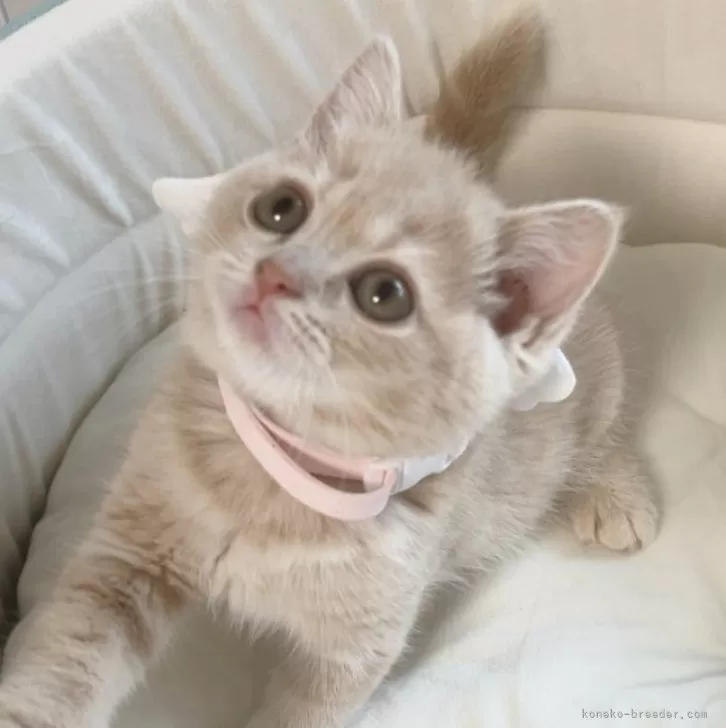 ID：2405-02303の子猫