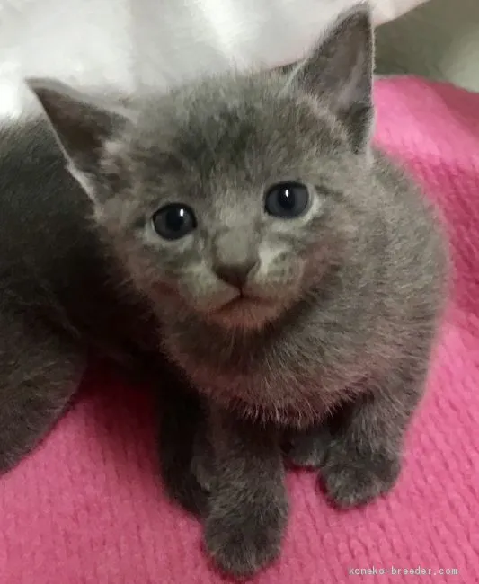 ID：2010-02002の子猫