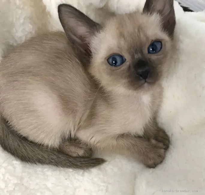 ID：1907-00027の子猫