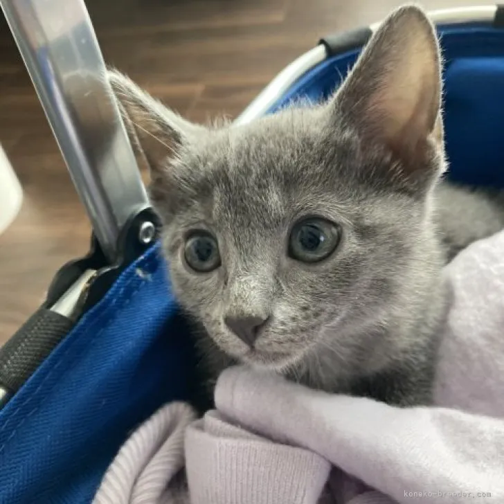 ID：2305-01776の子猫