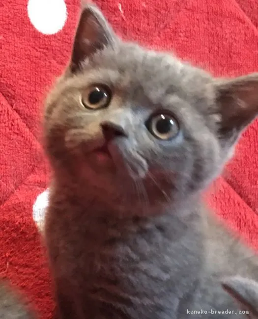 ID：1705-00702の子猫