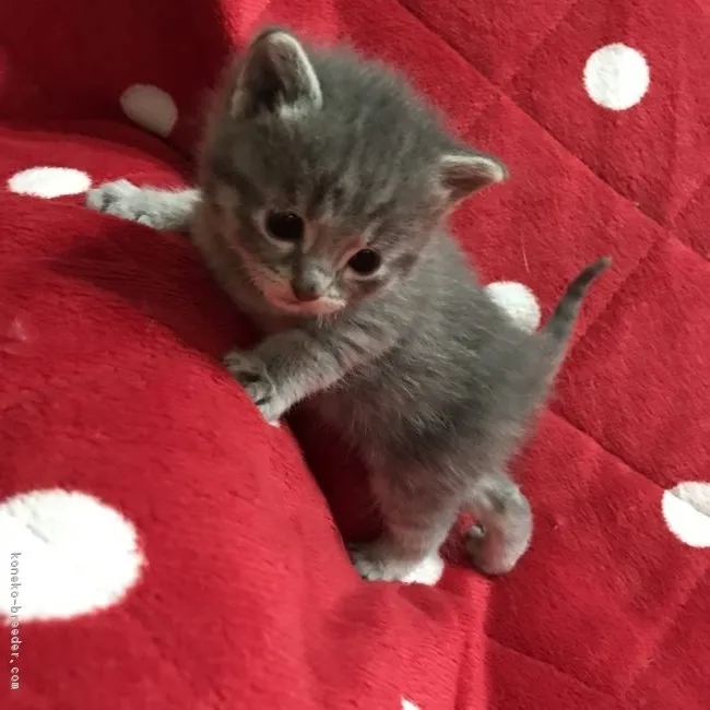 ID：1703-00011の子猫