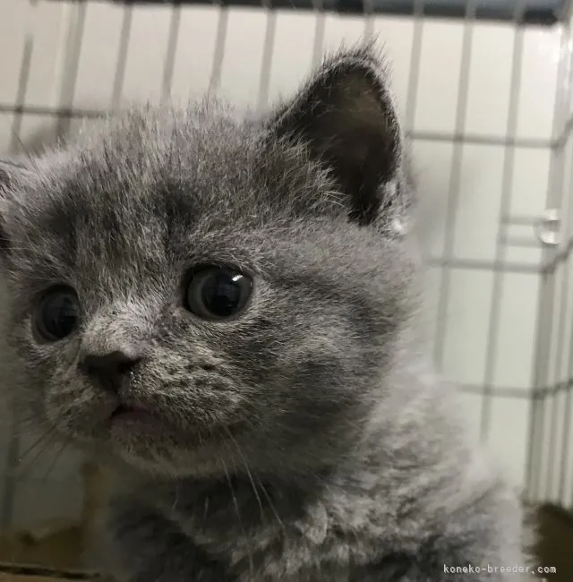 ID：2104-00861の子猫