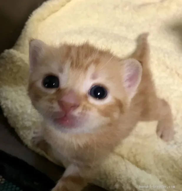 ID:2007-01855の子猫