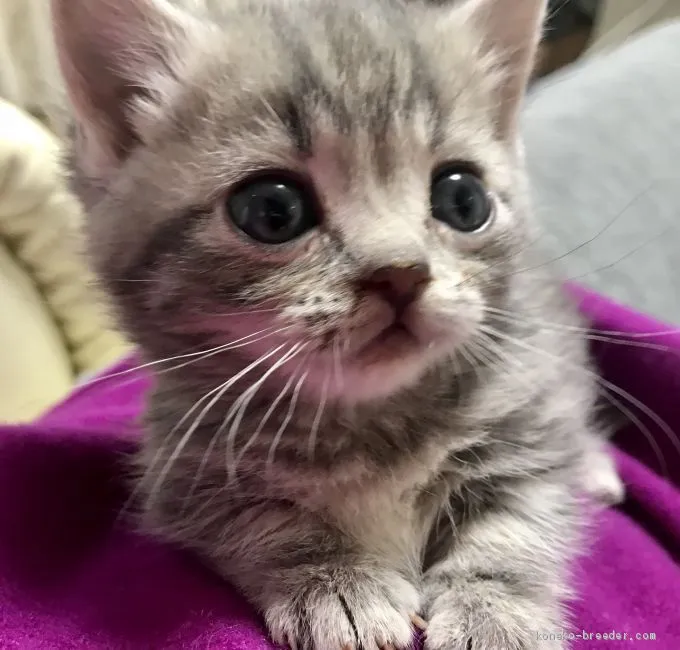 ID：2002-00271の子猫