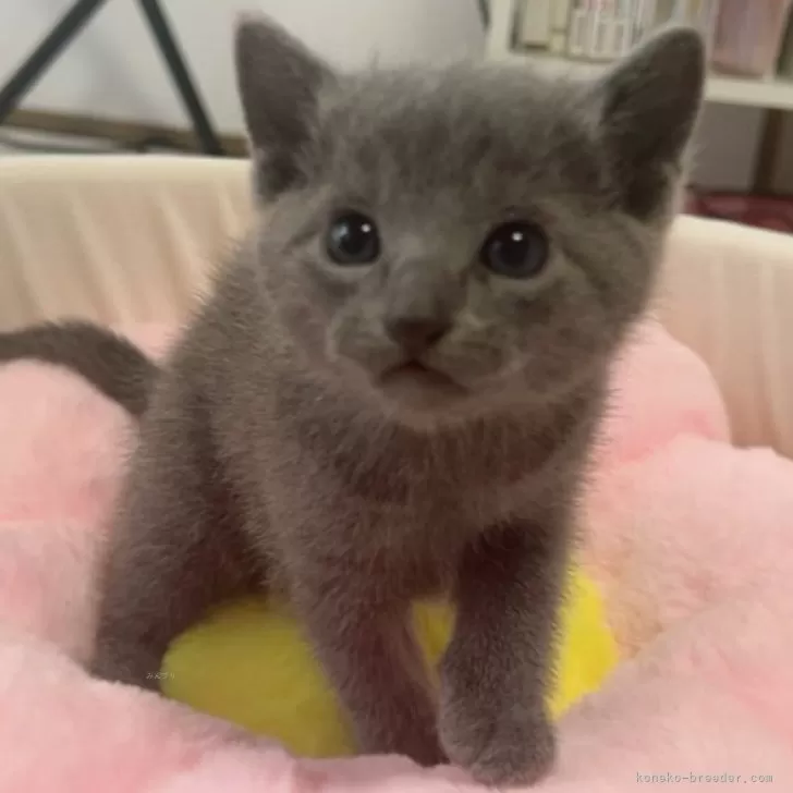 ID:2406-00720の子猫
