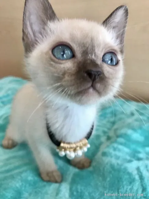 ID：1801-00768の子猫