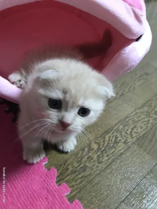 ID:1905-01705の子猫
