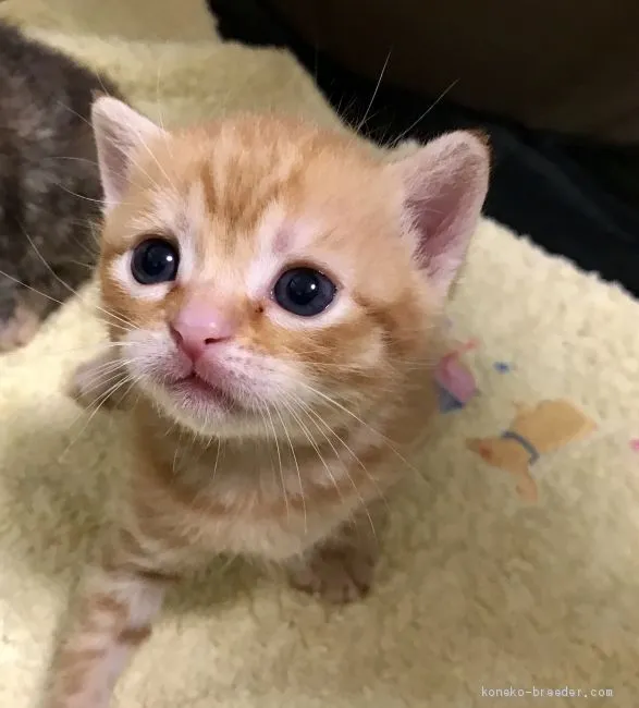 ID：2007-01841の子猫