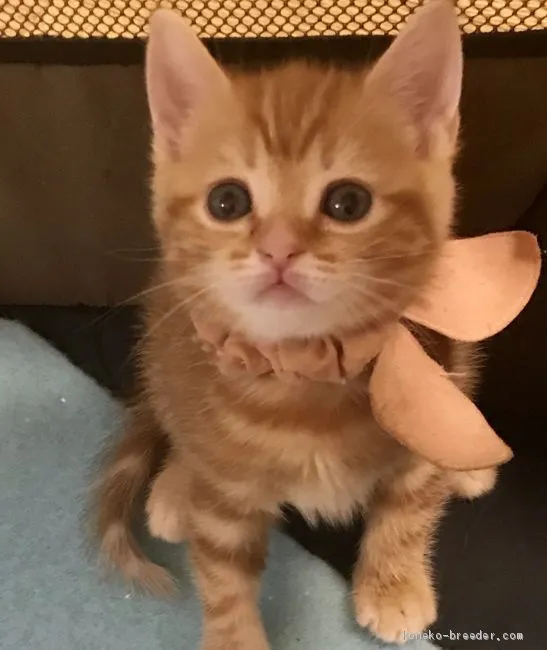 ID:2008-00725の子猫