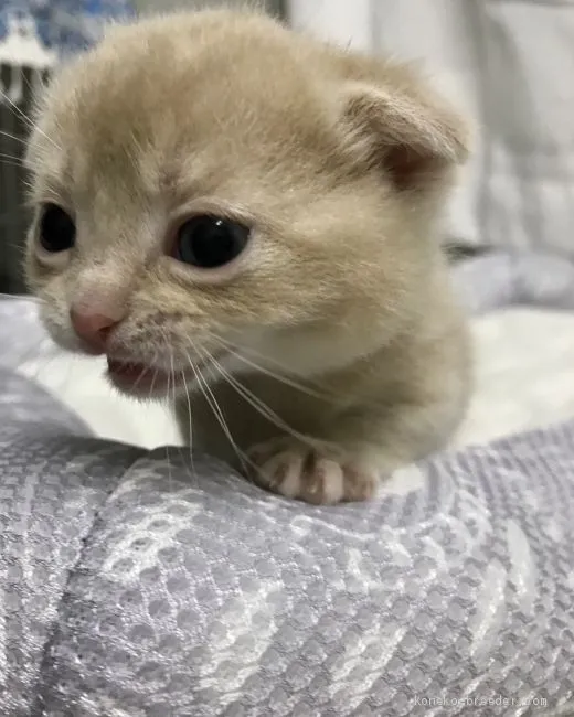 ID：2102-00468の子猫